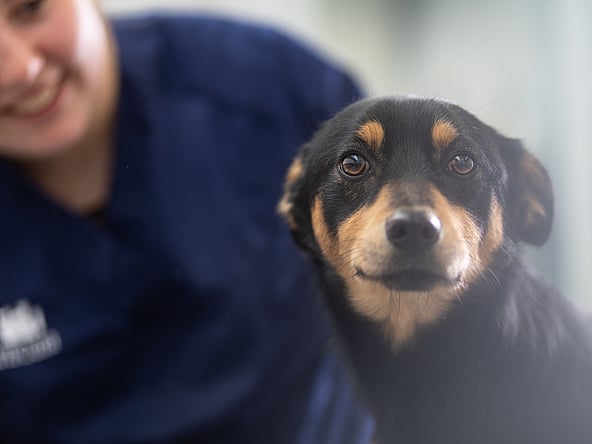 Ein Hund, der in die Kamera schaut.