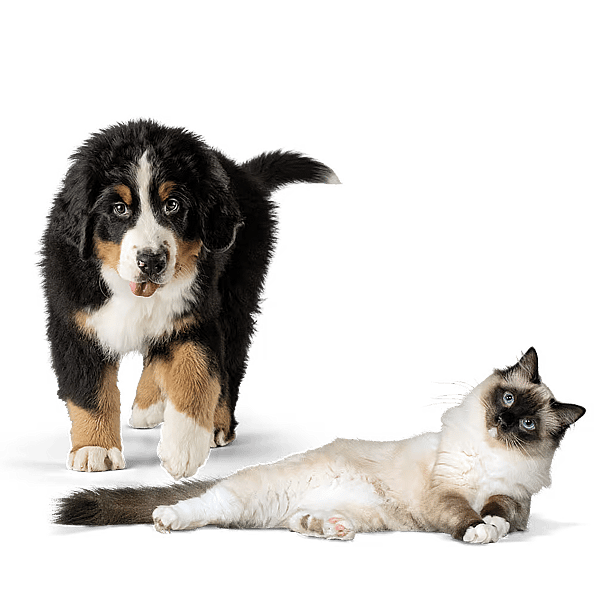Ein Hund und eine Katze, die sich gegenseitig anschauen.