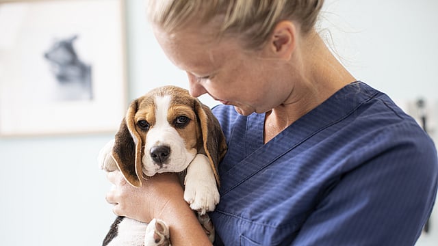 A person holding a dog.