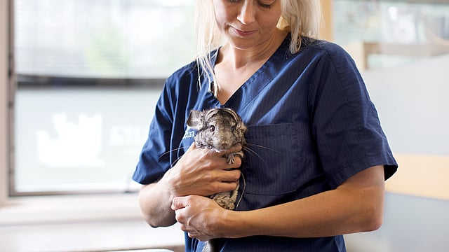 A person holding a chinchilla.