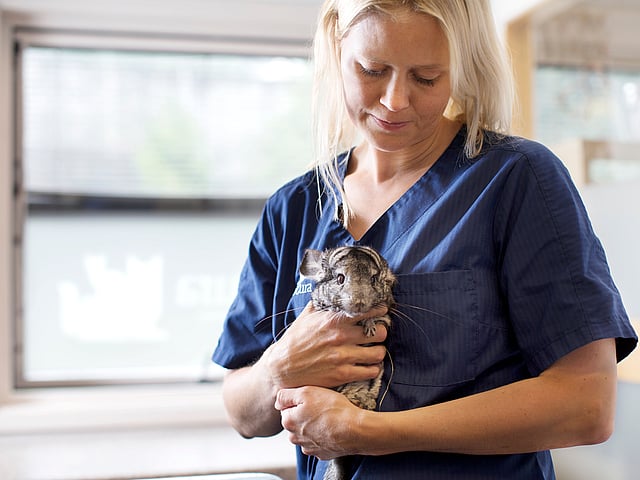 A person holding a chinchilla.