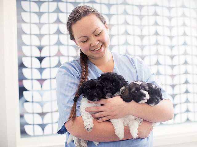 Eine Person, die eine Gruppe Welpen hält.