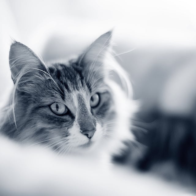 Eine Katze, die in die Kamera schaut.
