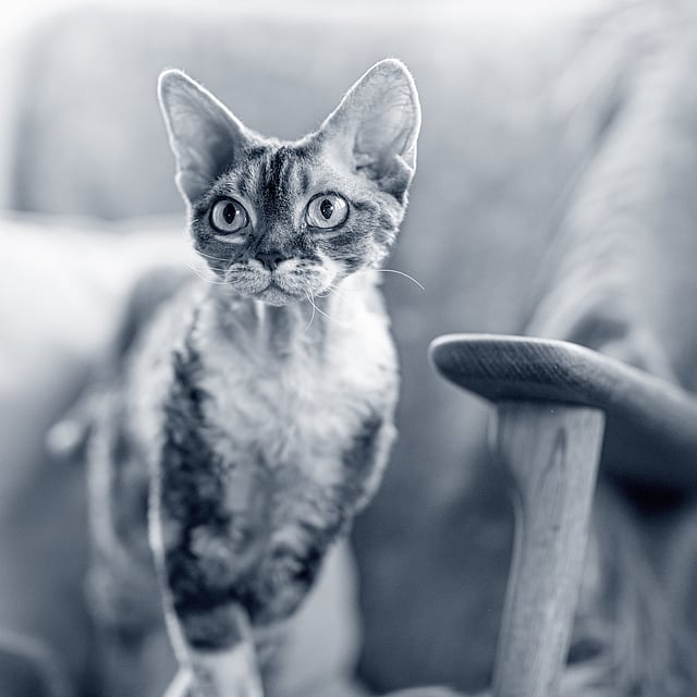 Eine Katze, die auf einem Stuhl steht.