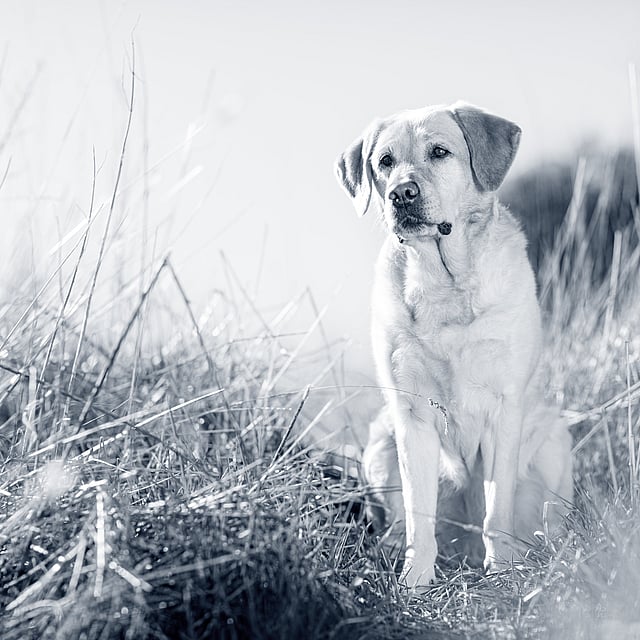 Ein Hund, der im hohen Gras sitzt.