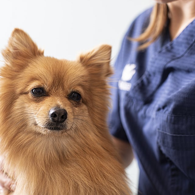 Ein Hund, der von einer Person gestreichelt wird.