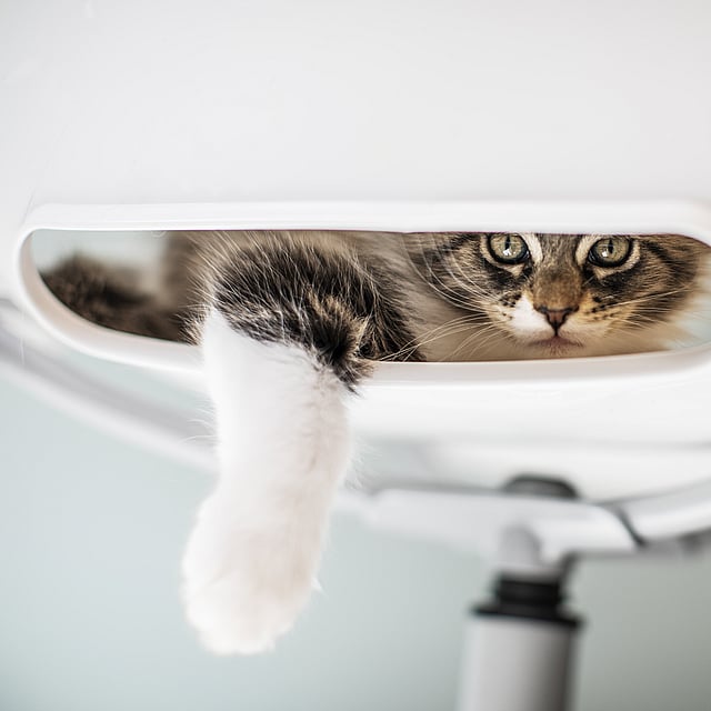 Eine Katze, die aus einem weißen Gegenstand schaut.