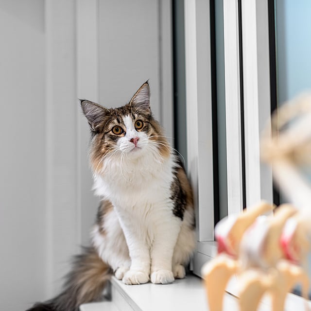 Eine Katze, die auf einem Fensterbrett sitzt.