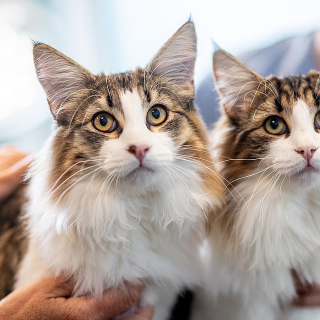 Zwei Katzen mit langen Schnurrhaaren.