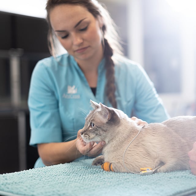 Eine Person, die eine Katze hält.