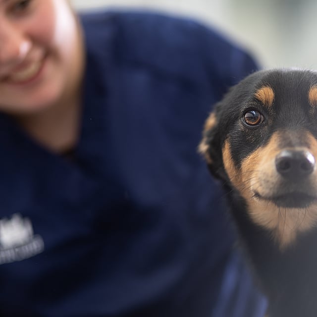Ein Hund, der in die Kamera schaut.
