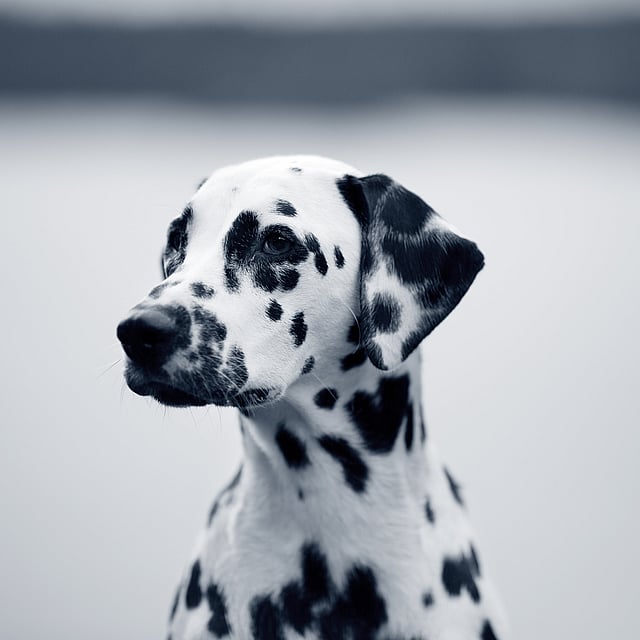 Ein Hund mit schwarzen Flecken.