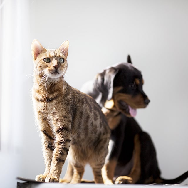 Eine Katze und ein Hund, die sich gegenseitig anschauen.