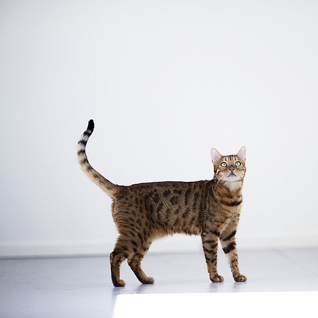 Eine Katze, die auf einer weißen Fläche steht.
