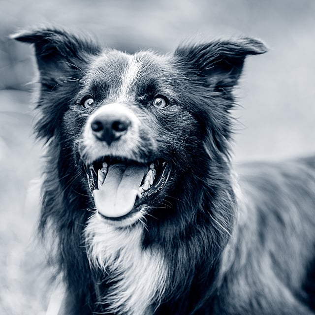 Ein Hund mit offenem Maul.