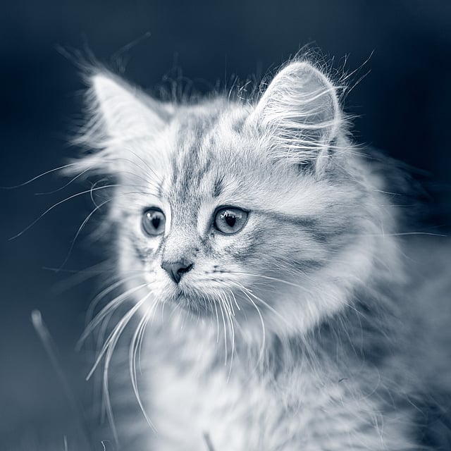 Eine Katze, die in die Kamera schaut.