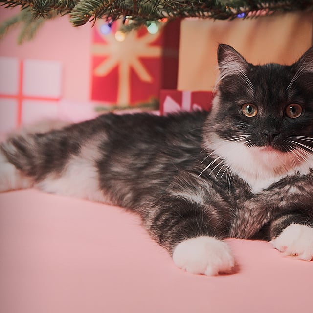 Eine Katze, die unter einem Baum liegt.