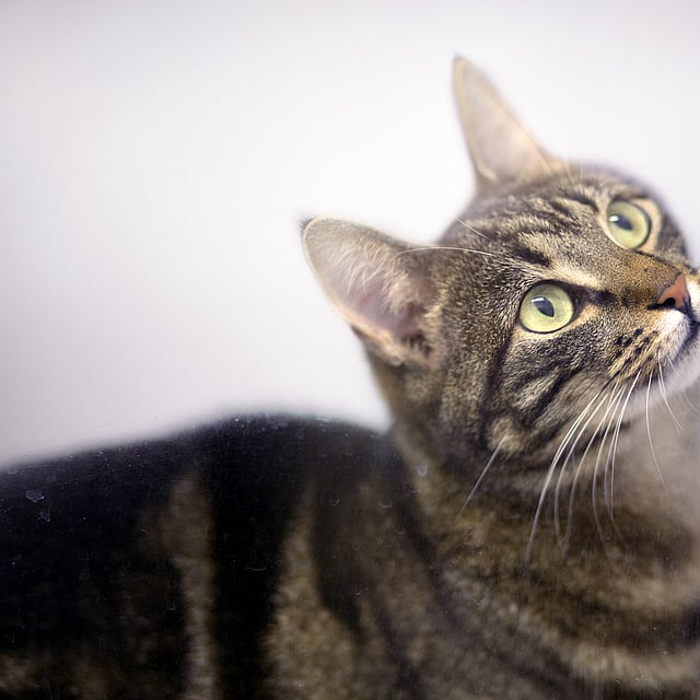 Eine Katze, die zu etwas aufschaut.