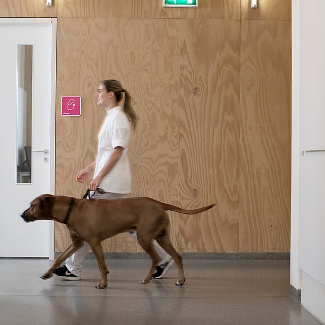 Eine Person, die mit einem Hund in einem Flur spazieren geht.