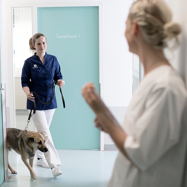 Eine Person, die mit einem Hund in einem Flur spazieren geht.