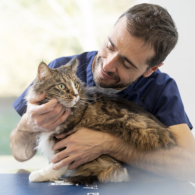 Eine Person, die eine Katze hält.