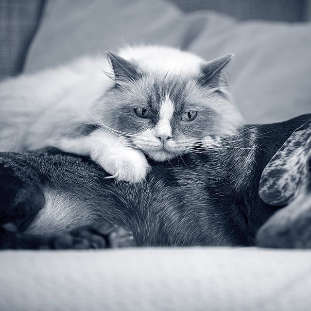 Eine Katze, die auf einem Hund liegt.
