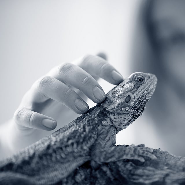 Eine Hand, die eine Eidechse streichelt.