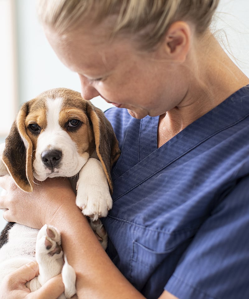 A person holding a dog.