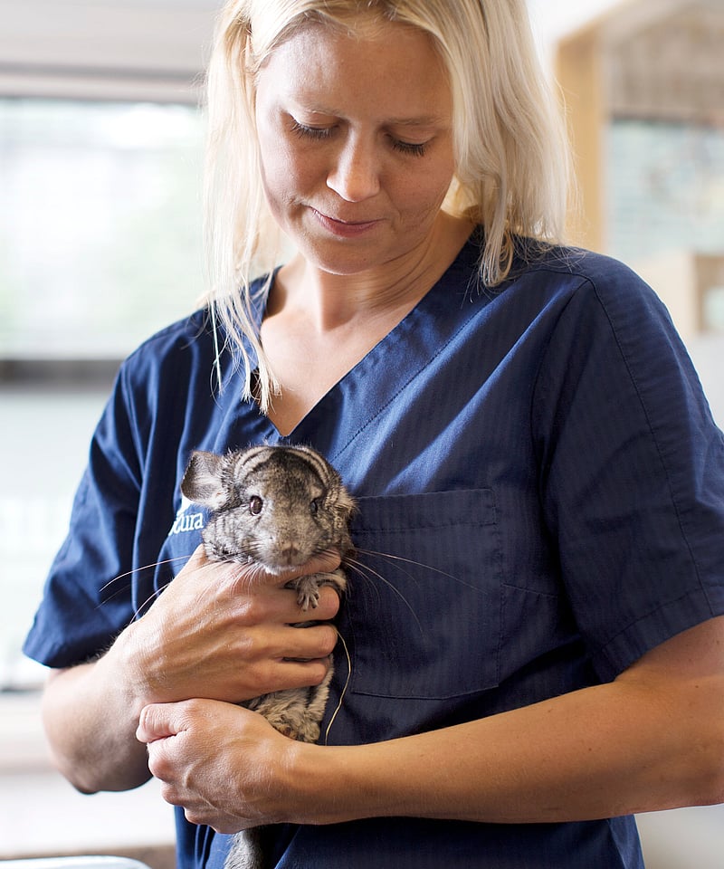 A person holding a chinchilla.