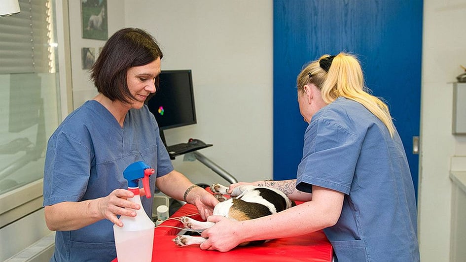 Eine Person und ein Hund, die von einem Tierarzt untersucht werden.