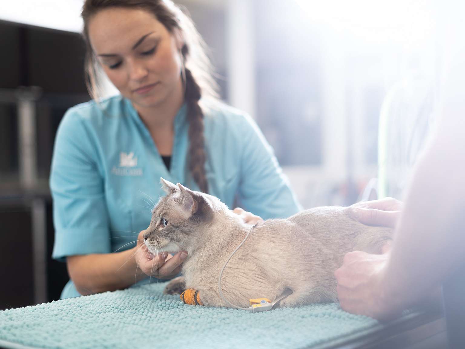 Mitarbeiterin mit Katze