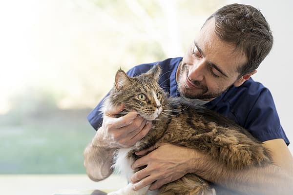 Eine Person, die eine Katze hält.