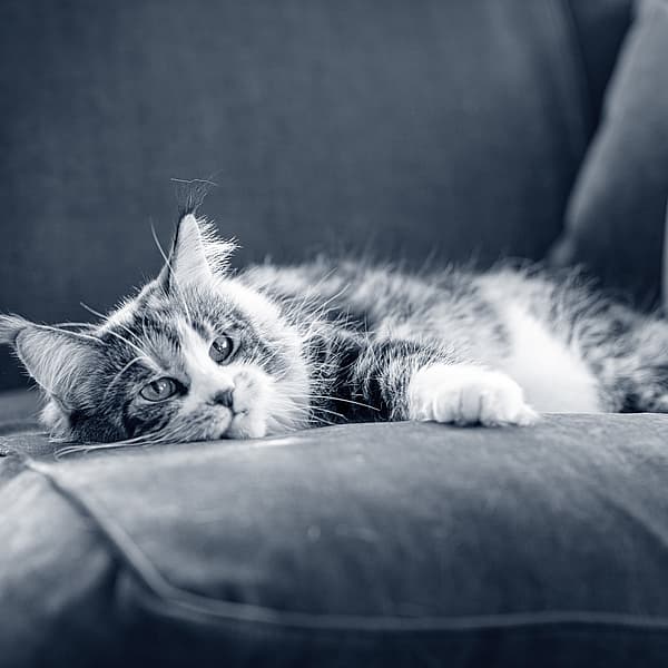 Eine Katze, die auf einer Couch liegt.