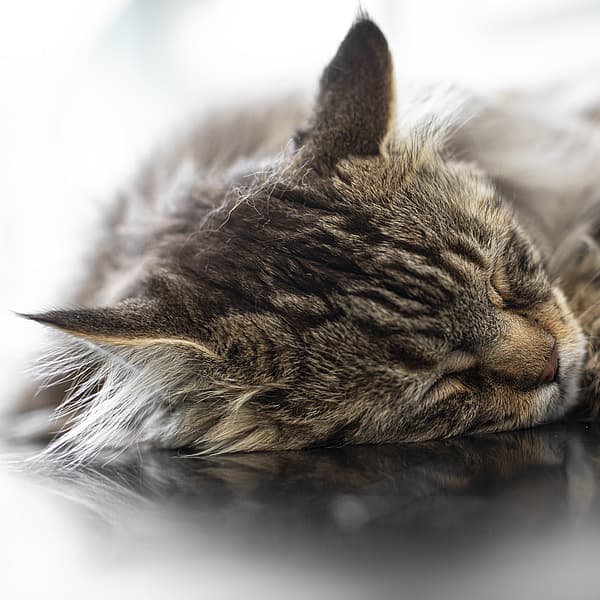 Eine Katze, die auf einem Tisch schläft.