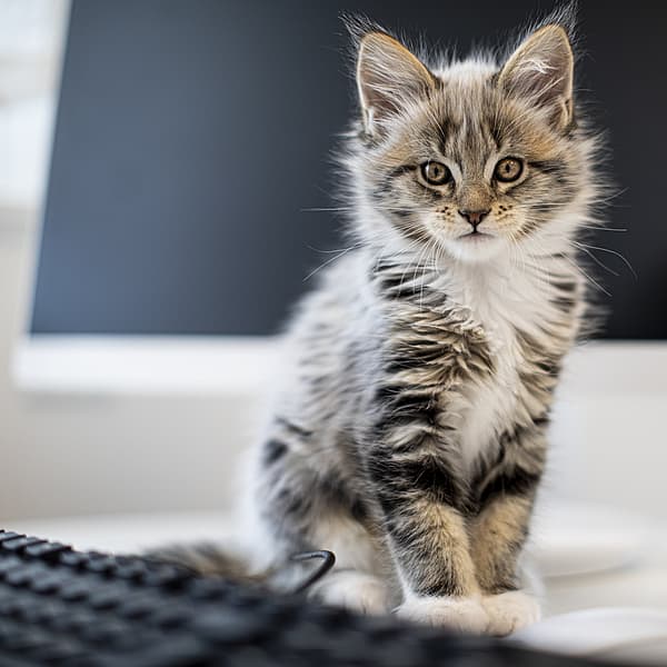 Eine Katze, die auf einem Tresen sitzt.