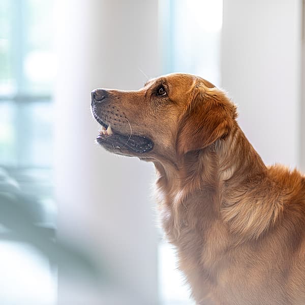 Ein Hund, der zur Seite hinaufschaut.
