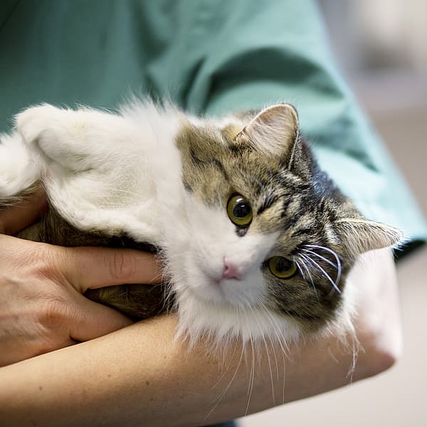 Eine Person, die eine Katze hält.