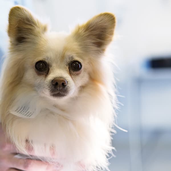 A person holding a dog.