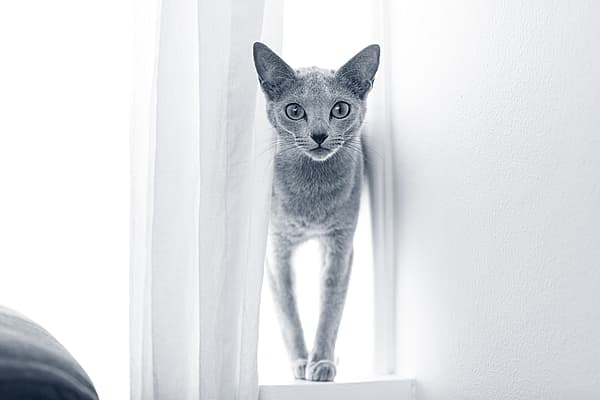 Eine Katze, die auf einem Fenstersims steht.