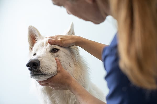 Eine Person, die einen Hund streichelt.