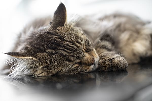Eine Katze, die auf einem Tisch schläft.