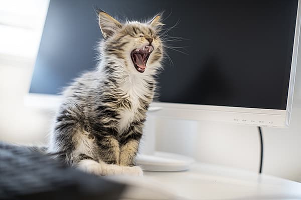 Eine Katze, die auf einem Computer gähnt.