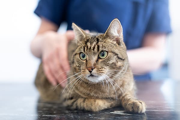 Eine Katze, die auf einem Tisch liegt.