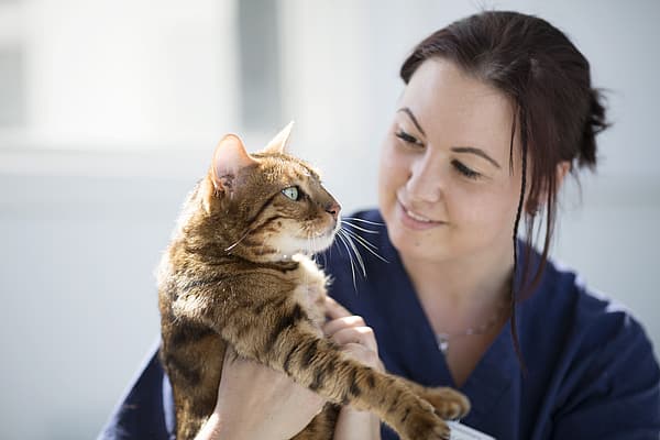Eine Person, die eine Katze hält.