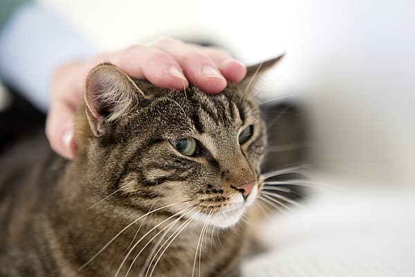 Eine Hand auf einer Katze.