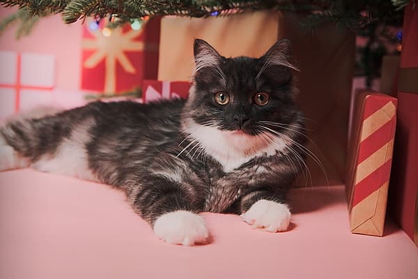 Eine Katze, die unter einem Baum liegt.