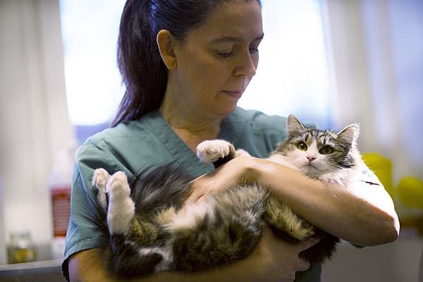 Eine Person, die eine Katze hält.