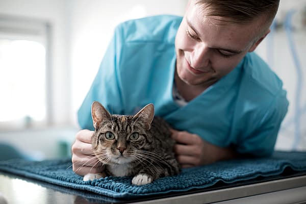 Eine Person in einem blauen Hemd, die eine Katze streichelt.