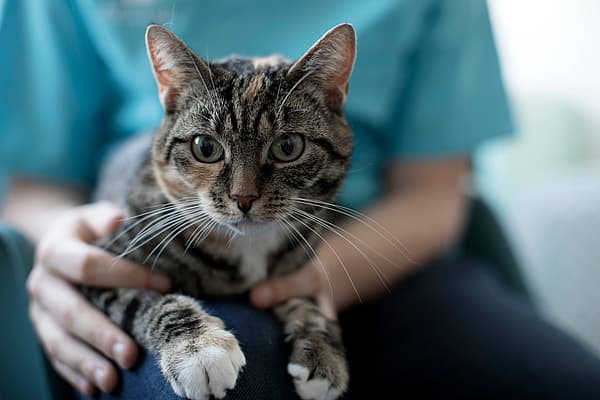 Eine Katze, die auf dem Schoß einer Person sitzt.