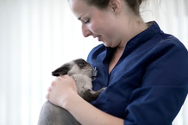 Eine Person, die ein Kaninchen hält.